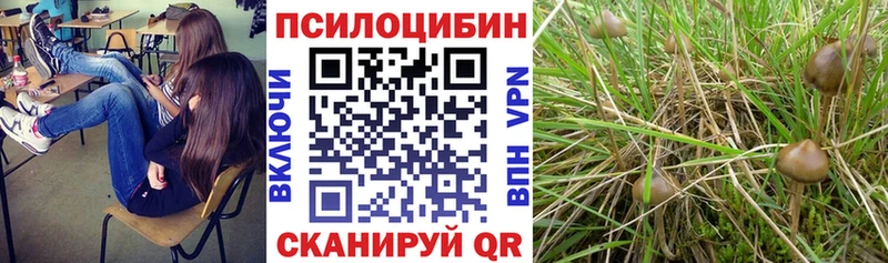 что такое   Сретенск  Псилоцибиновые грибы мицелий 